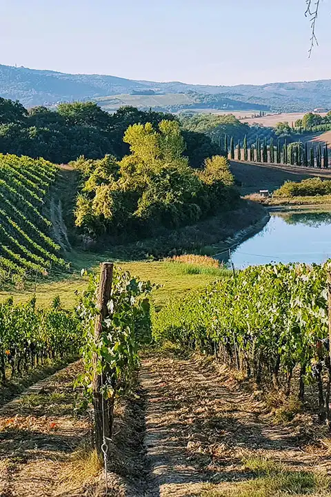 Wine estate Tuscany