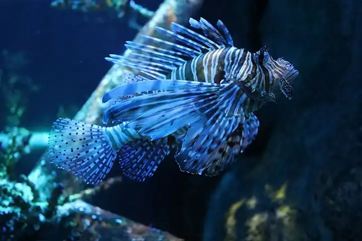 Aquarium, Palma de Majorca