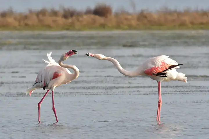 Ebro Delta, Tarragona