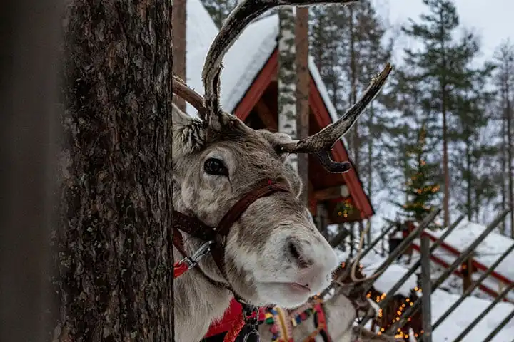 Visit Santa Claus Village, Lapland: 10 Top Activities