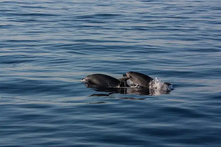 Dolphin watching, Palma de Majorca