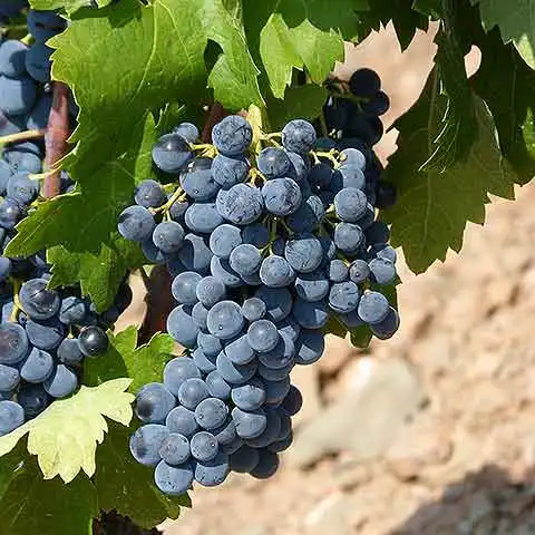 Nouvelle-Aquitaine