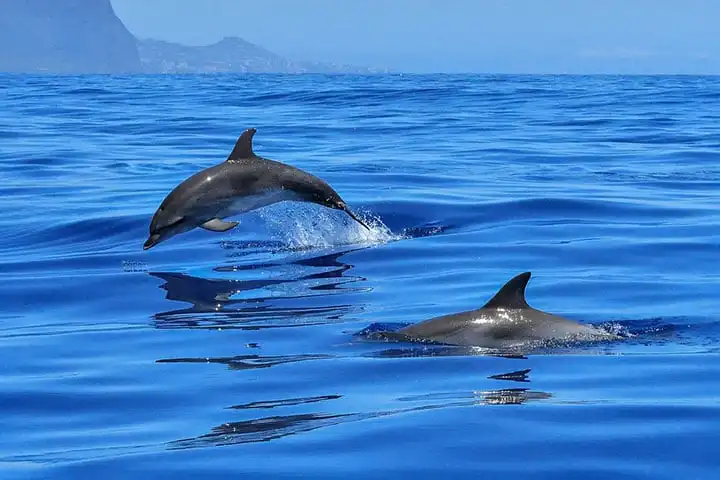 What to do in Funchal? Our 10 must-see activities and visits