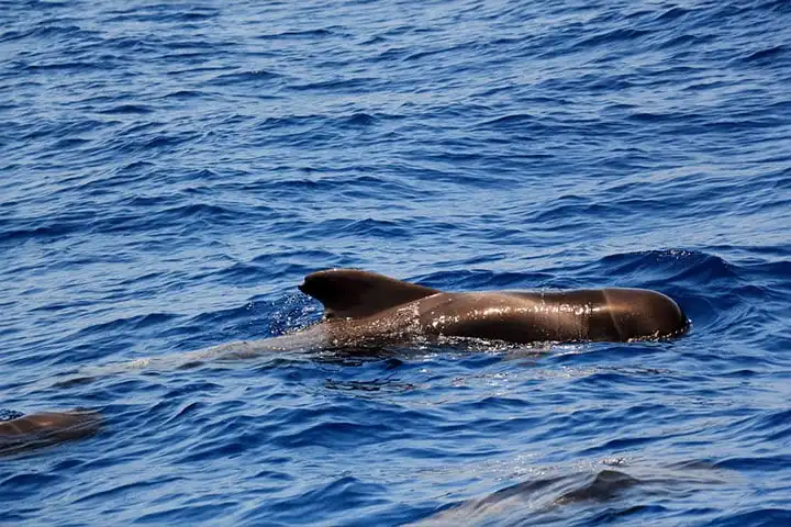 Dolphin watching Tenerife