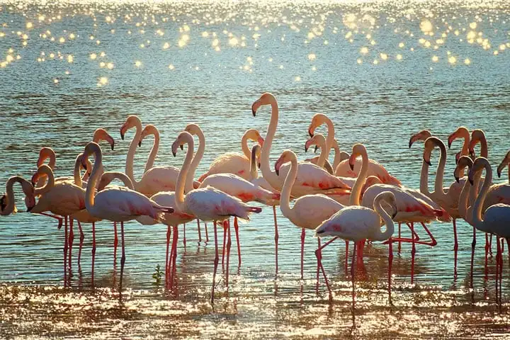 Flamingos in the Ebro Delta