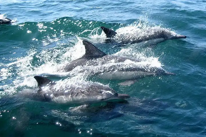 Dolphin-watching excursion from Setúbal