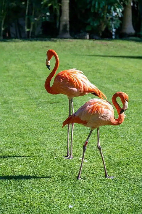 Loro Parque Tenerife