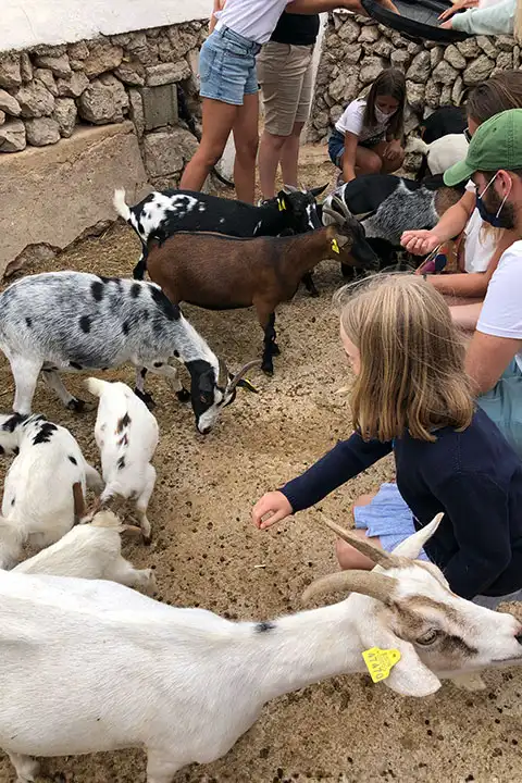 Visit a local goat cheese factory Menorca
