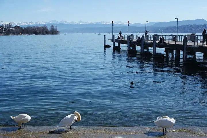 Lake Zurich shore