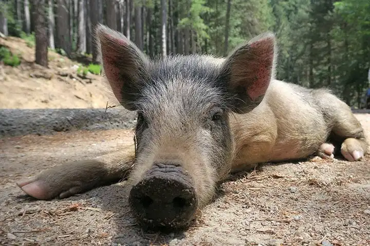 Ospedale forest and Corsican pigs