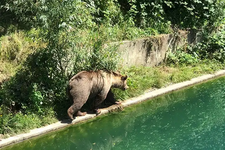 Bear Pit, Bern, Bärengraben