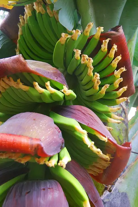 Tenerife banana