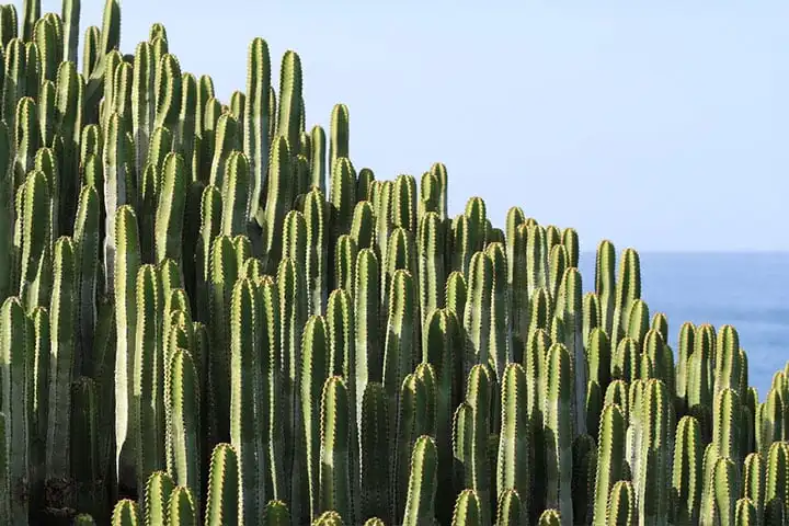 Tenerife Cactus