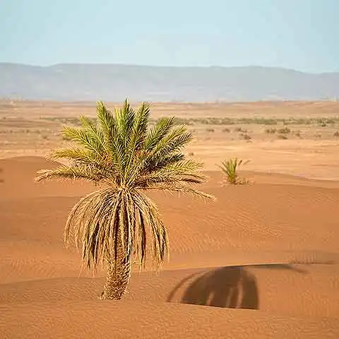 Western Sahara