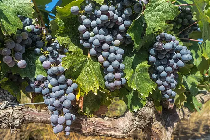 Bordeaux activities: visit the most beautiful vineyards