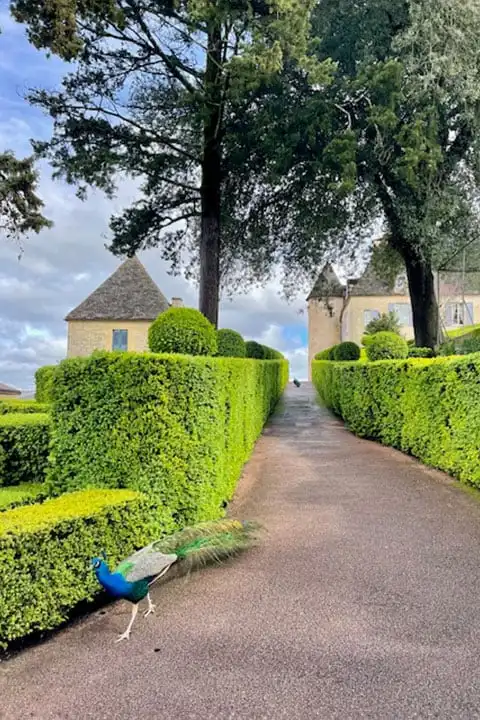The sublime Marqueyssac gardens with their boxwood shrubs