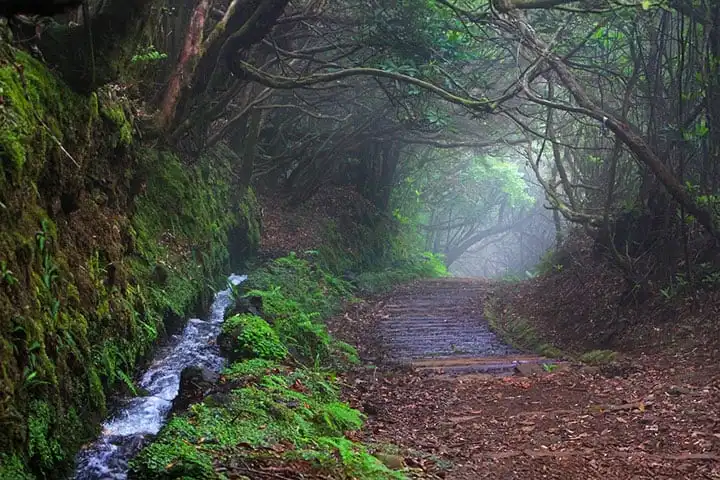 Levada do Caldeirão Verde