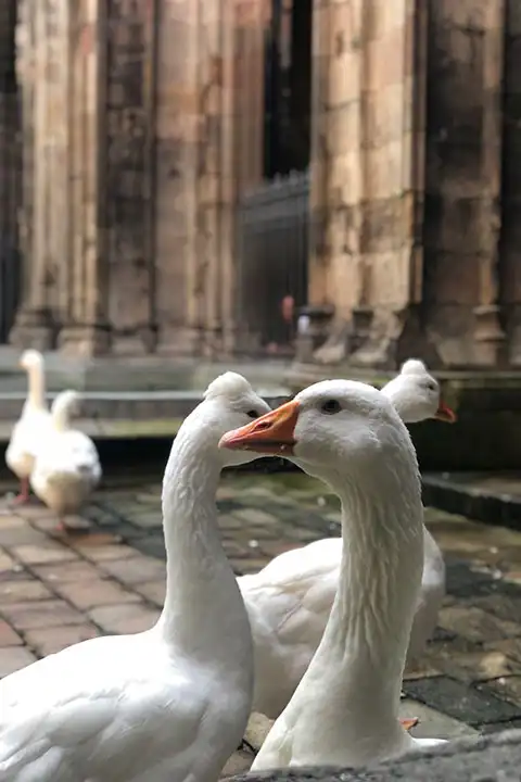 Barcelona Cathedral cloister