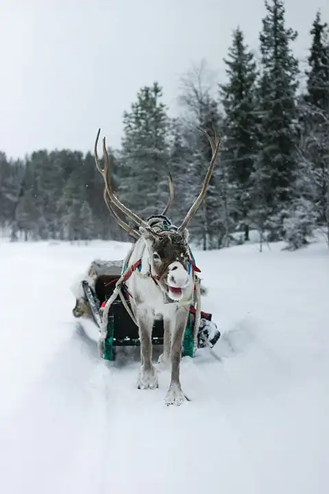 Visit Santa Claus Village, Lapland: 10 Top Activities