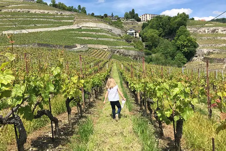 Lavaux terraced vineyards