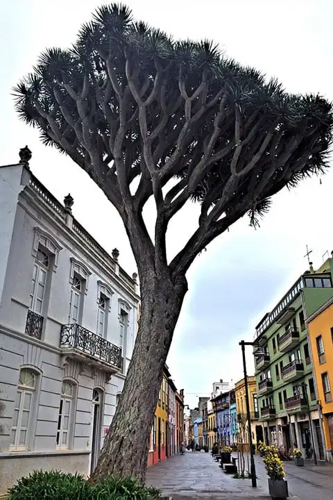Santa Cruz de Tenerife