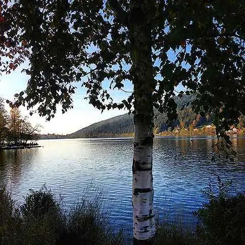 Vosges