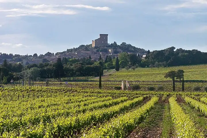 Vineyard around Aix-en-Provence