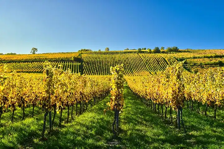 Visit Alsace in 3 days: Wine Route and most beautiful villages